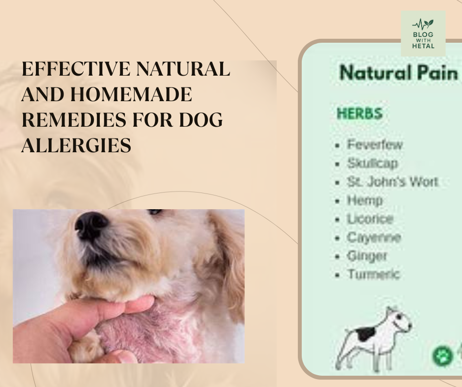 Effective Natural and Homemade Remedies for Dog Allergies